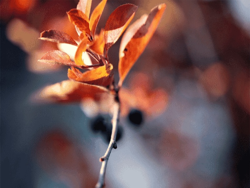 日本几大试管医院，保定做试管医院